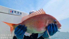 (南)남해조황 - 《먼바다 참돔흘림》초대박/6짜6짜5짜급외 35전후로 엄청납니다