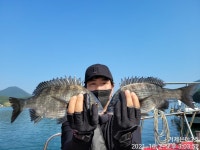 (南)남해조황 - 《감성돔》38까지 마릿수 퍽 퍽~대물은 안녕~