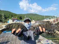 (南)남해조황 - 《감성돔》4짜4짜4짜들외 마릿수 대물은 안녕~