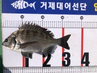 (南)남해조황 - (감성돔흘림) 4짜3짜3짜3짜3짜외 퍽~퍽 1~2호찌 흘림