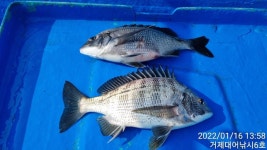 (南)남해조황 - (감성돔) 46,44,42,40,40외 중치급들 강풍속에