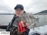 (南)남해조황 - 감성돔실시간》35중치급으로