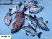 (南)남해조황 - 감성돔실시간》35전후 마릿수로 시작 합니다