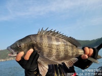 (南)남해조황 - 거제 뉴태강피싱) 오늘은 54스타트 합니다 ~~~~~