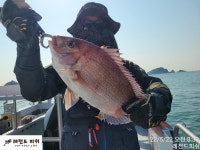 (南)남해조황 - 실시간참돔》손맛보기 좋은 놈들이 호~로록!