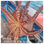 (南)남해조황 - 삼천포대복호 돌문어 출조 평일/주말 자리여유 선수모집