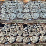 (西)서해조황 - <레인보우호> 군산쭈꾸미~대박!~조황(8일)