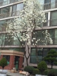 목련이 피었어요! 예쁘죠? : 어린이과학동아&어린이수학동아 목련이 피었어요!예쁘죠? : 어린이과학동아&어린이수학동아