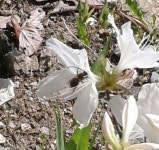 G8367-0503-B2 꿀벌탐사 14시25분 : 어린이과학동아&어린이수학동아 G8367-0503-B2꿀벌탐사14시25분 : 어린이과학동아&어린이수학동아