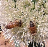 G8367-0505-B3 꿀벌탐사 평택 15시 : 어린이과학동아&어린이수학동아 G8367-0505-B3꿀벌탐사평택15시 : 어린이과학동아&어린이수학동아