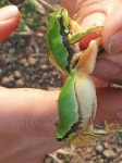 j5973-0?20-a1 익산 외곽지역 수원청개구리 발견 : 어린이과학동아&어린이수학동아 j5973-0?20-a1익산 외곽지역수원청개구리 발견... 