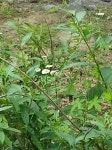 고유번호  G7403-0601-B2 탄천에서밀원식물: 개망초곤충: 나비, 벌 : 어린이과학동아 어린이과학동아 - 웃기는 과학, 똑똑한 만화!