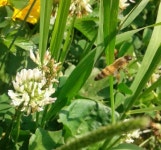 G8367-0606-B10 꿀벌탐사 15시 : 어린이과학동아&어린이수학동아 G8367-0606-B10꿀벌탐사15시 : 어린이과학동아&어린이수학동아