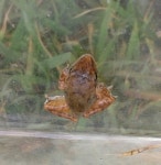 G8367-0614-F4개구리 무늬탐사 : 어린이과학동아 어린이과학동아 - 웃기는 과학, 똑똑한 만화!