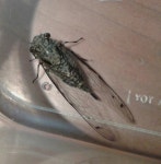 G8367-0805-C20애매미 또 발견.애매미도 낮은 곳에 있는지 또 발견했어요. : 어린이과학동아 어린이과학동아 - 웃기는 과학, 똑똑한 만화!