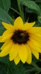 d0428-0824-b21 해바라기와 꿀벌 @부천 호수공원 (37.504118, 12... 꿀벌@부천 호수공원 (37.504118, 12 : 어린이과학동아&어린이수학동아