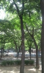 s7579-0827-c1 아파트 놀이터 앞 요즘은 참매미 소리 듣기도 어렵네요~ 바람이 시 : 어린이과학동아&어린이수학동아 s7579-0827-c1아파트 놀이터... 