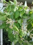 어린이과학동아&어린이수학동아 A5877-0831-b3바람없음구름약간소음심함여주 꽃에서 헤엄치고 있는 벌 : 어린이과학동아&어린이수학동아