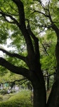25조 부지사대 매미 150711-1 서울시 양천구 파리공원 눈에 띄지는 않는데 뜨~~~~ : 어린이과학동아&어린이수학동아 25조 부지사대 매미150711-1...