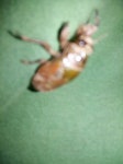 어린이과학동아&어린이수학동아 25광명청개구리팀 )매미150730-4경기도 광명시 하안1동 참매미 굼벵이 : 어린이과학동아&어린이수학동아