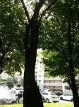 25광명청개구리팀 ) 매미 150812-2 경기도 광명시 하안2동 하안1단지 109동앞공 : 어린이과학동아&어린이수학동아 25광명청개구리팀 )... 