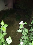 25광명청개구리팀 ) 귀뚜라미 150814-1 경기도 광명시 하안4동 하안9단지 915동 : 어린이과학동아&어린이수학동아 25광명청개구리팀 )... 