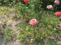 [ 전북,닥터구리]160531- 12  익산어양동 : 어린이과학동아