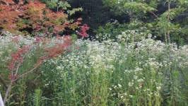 [전북,닥터구리]160630-14 익산시 영등동 : 어린이과학동아