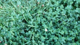 [전북,닥터구리] 160712-10 익산시 부송동 : 어린이과학동아 어린이과학동아 - 웃기는 과학, 똑똑한 만화!