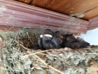 전북  전주, 푸른바다, 제비탐사, 20160702-1,   전주시 완산구 삼천동 정동경로당 : 어린이과학동아 어린이과학동아 - 웃기는 과학, 똑똑한 만화!