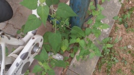 [전북,닥터구리] 160828-12 익산시 어양동 : 어린이과학동아 어린이과학동아 - 웃기는 과학, 똑똑한 만화!