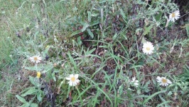 [전북,닥터구리] 160917-10 익산시 부송동 : 어린이과학동아 어린이과학동아 - 웃기는 과학, 똑똑한 만화!