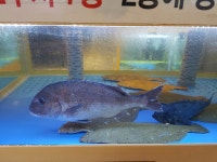 이거 횟집 물고기 나요? - 물고기 갤러리