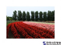 꽃밭 - 한국사진방송 대한민국예술