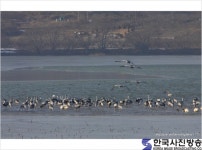 철새들의 천국 - 한국사진방송 대한민국예술