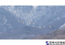 아름다운 비행.. - 한국사진방송 대한민국예술