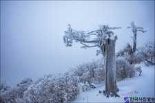 함백의 상고대 - 한국사진방송 대한민국예술