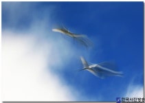 푸른 창공의 백로(1) - 한국사진방송 대한민국예술