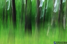 숲속의 바람 - 한국사진방송 대한민국예술