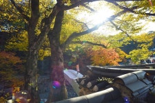 담장너머 가을 - 한국사진방송 대한민국예술