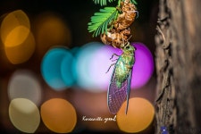 매미 - 한국사진방송 대한민국예술