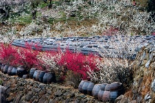  2013 광양국제매화문화축제 - 한국사진방송 대한민국예술-