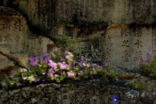 어울림 - 한국사진방송 대한민국예술