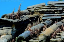 와송 - 한국사진방송 대한민국예술