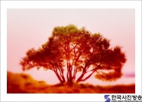 나무 - 한국사진방송 대한민국예술