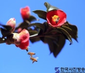 공생 - 한국사진방송 대한민국예술