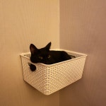 DJ 호코의 스푼 CAST | 스푼 Spoon