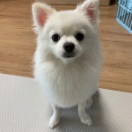 [ೃᗩᴾ] 크림 🐶의 프로필 | 스푼 Spoon