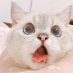 스푼 | DJ 우리집 고양이 츄르를 좋아해님의 채널 스푼 | DJ 우리집 고양이 츄르를  좋아해님의 채널