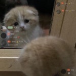ㄱ.저는 복귀님의 개 릴리입니다 멍멍의 프로필 | 스푼 Spoon